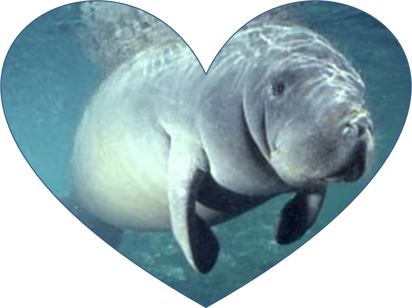 heart manatee