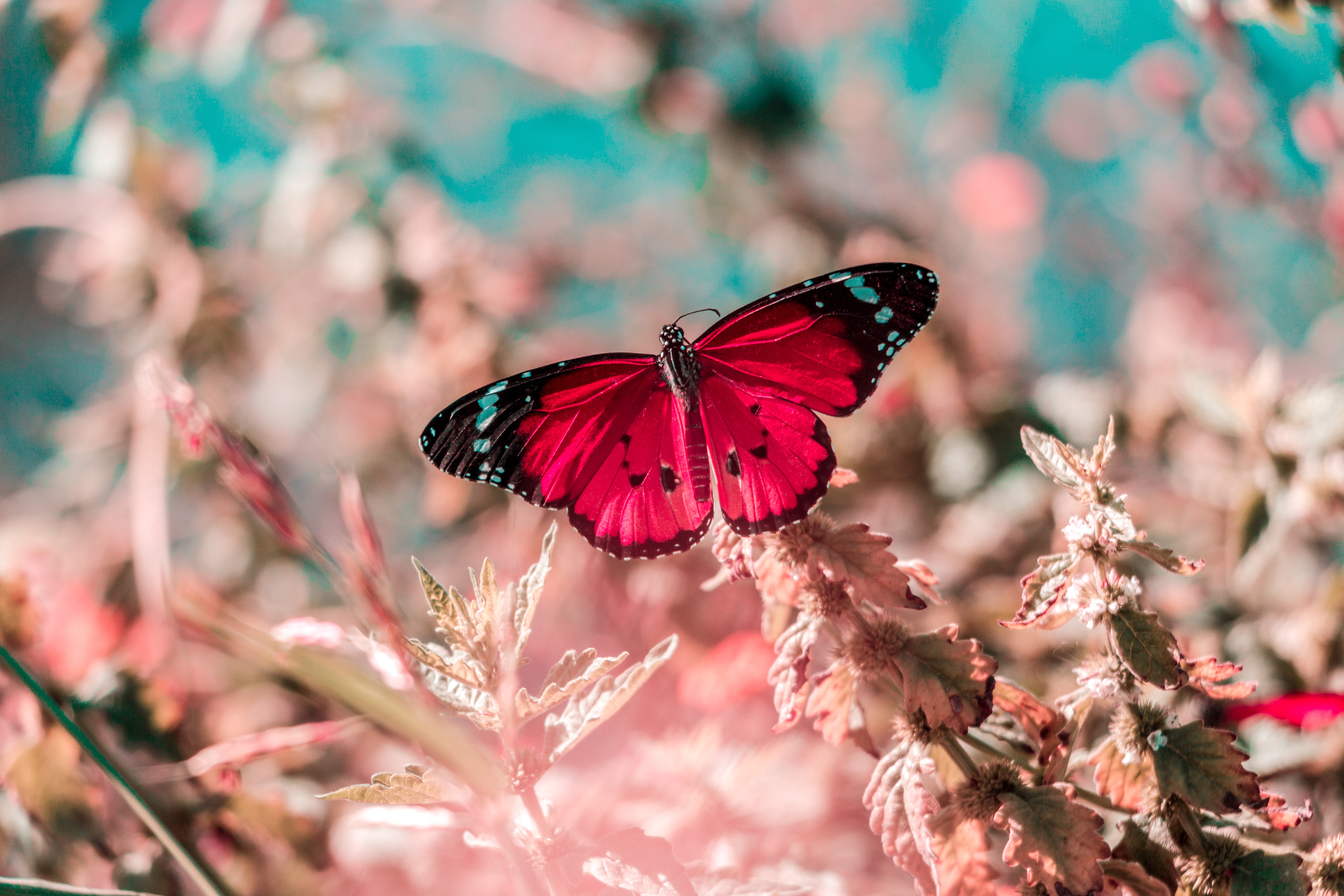 animal-antenna-biology-1639875